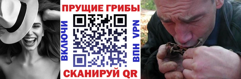 где купить Кущёвская Галлюциногенные грибы GOLDEN TEACHER